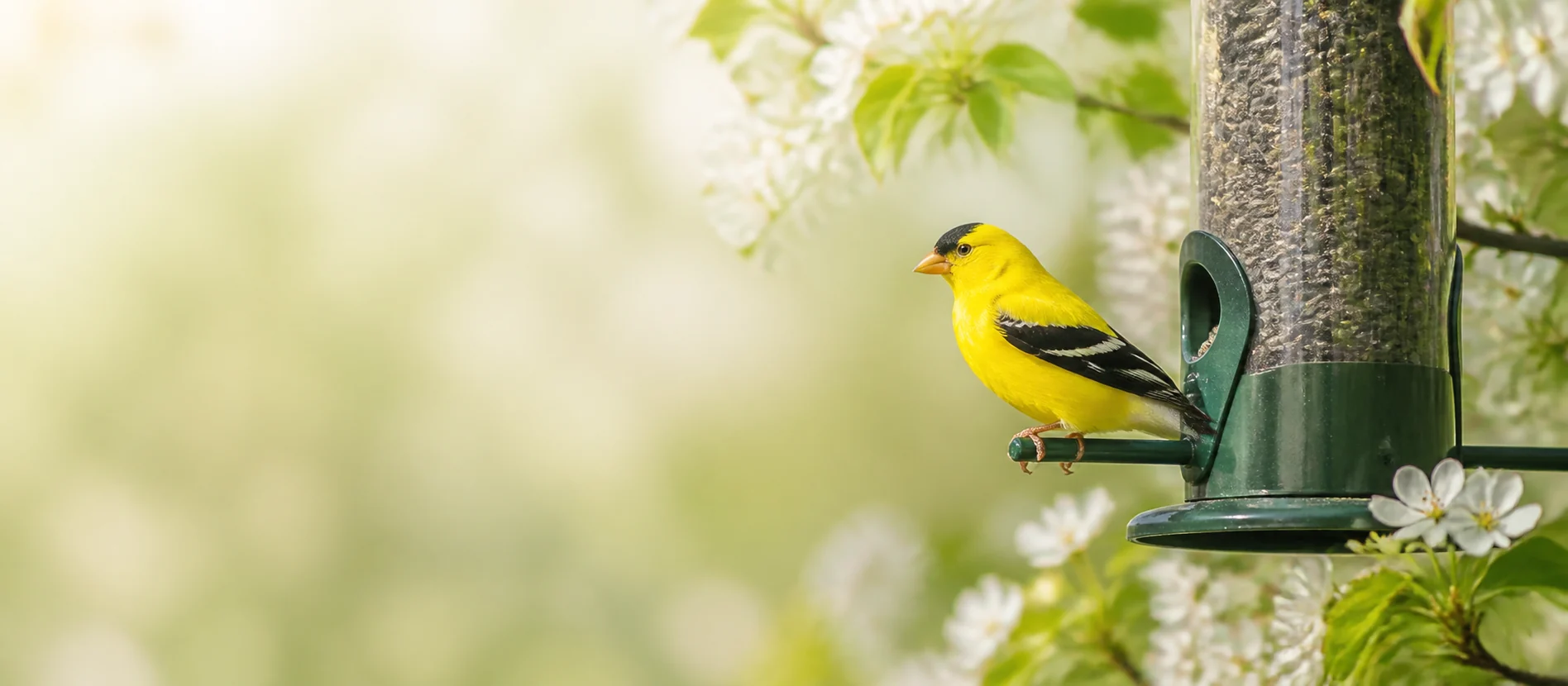 American goldfinch perched beside a backyard bird feeder