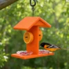 Baltimore oriole feeding from an orange hanging feeder with jelly cups and orange halves