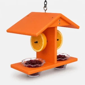 Bright orange hanging oriole feeder with two jelly cups and two orange halves