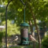 Chickadee and finch feeding from a dark green squirrel-resistant mesh bird feeder in a backyard