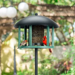 Dome-Top Hanging Tray Bird Feeder