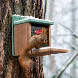 Wall-Mount Squirrel Feed Box with Hinged Lid