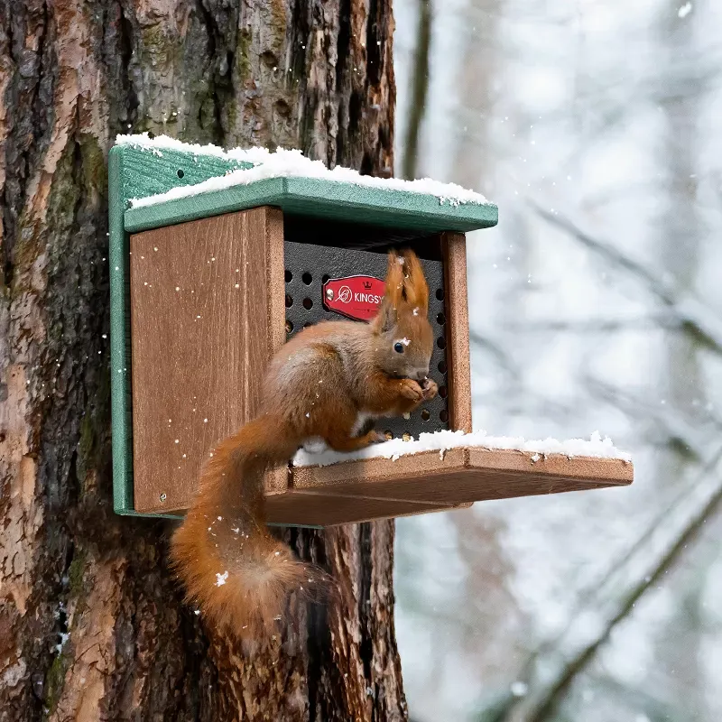 Wall-Mount Squirrel Feed Box with Hinged Lid