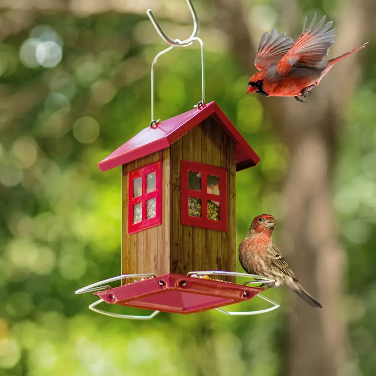 House-Style Seed Feeder with Wraparound Perch