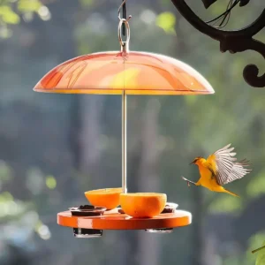 Domed Oriole Feeding Station with Jelly Cups