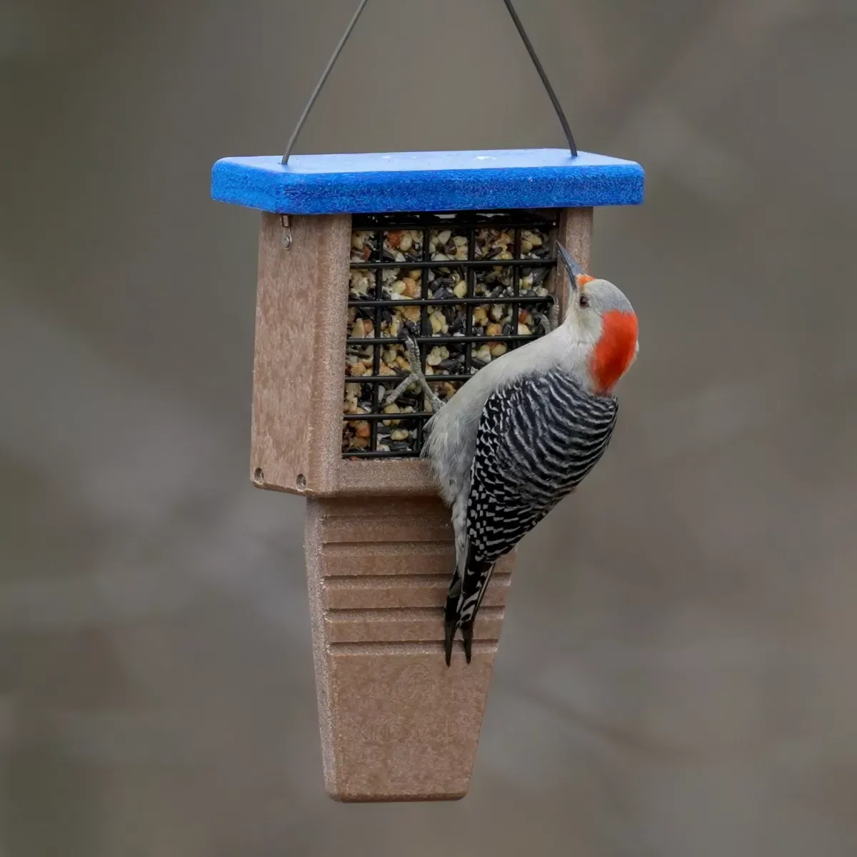 Short-Backpanel Suet Cage with Tail Support