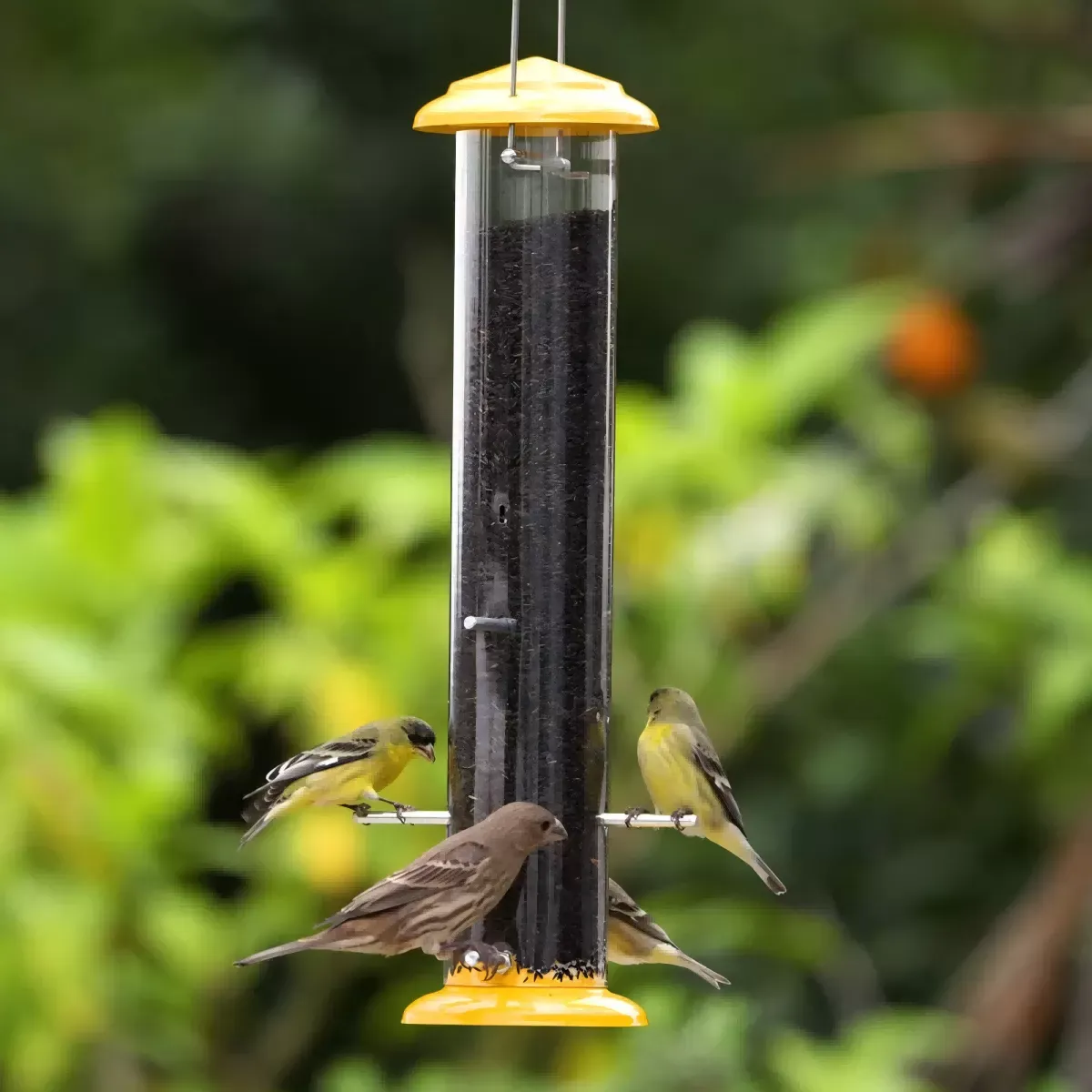 Fine-Seed Tube Feeder with Small Feeding Openings