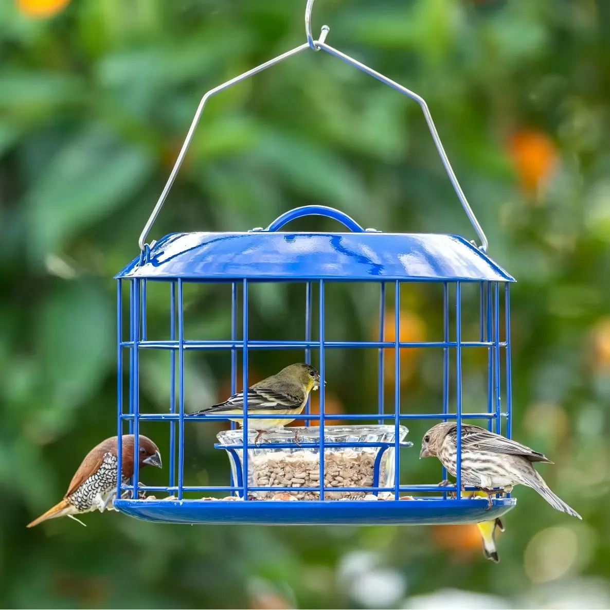 Round Caged Bird Feeder with Serving Cup