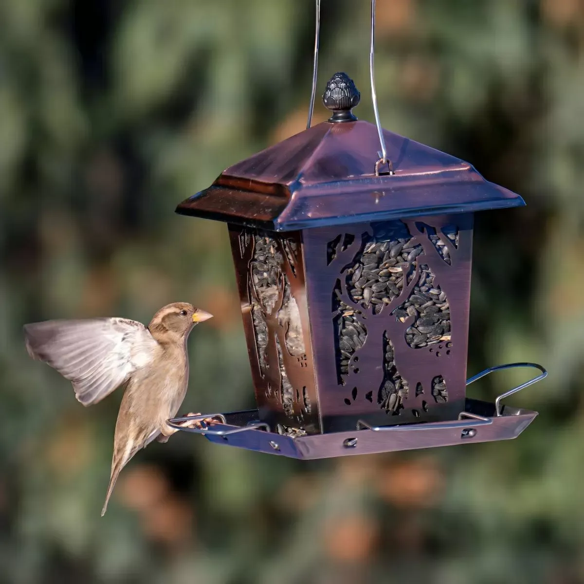 Decorative Lantern Feeder with Branch Cutouts