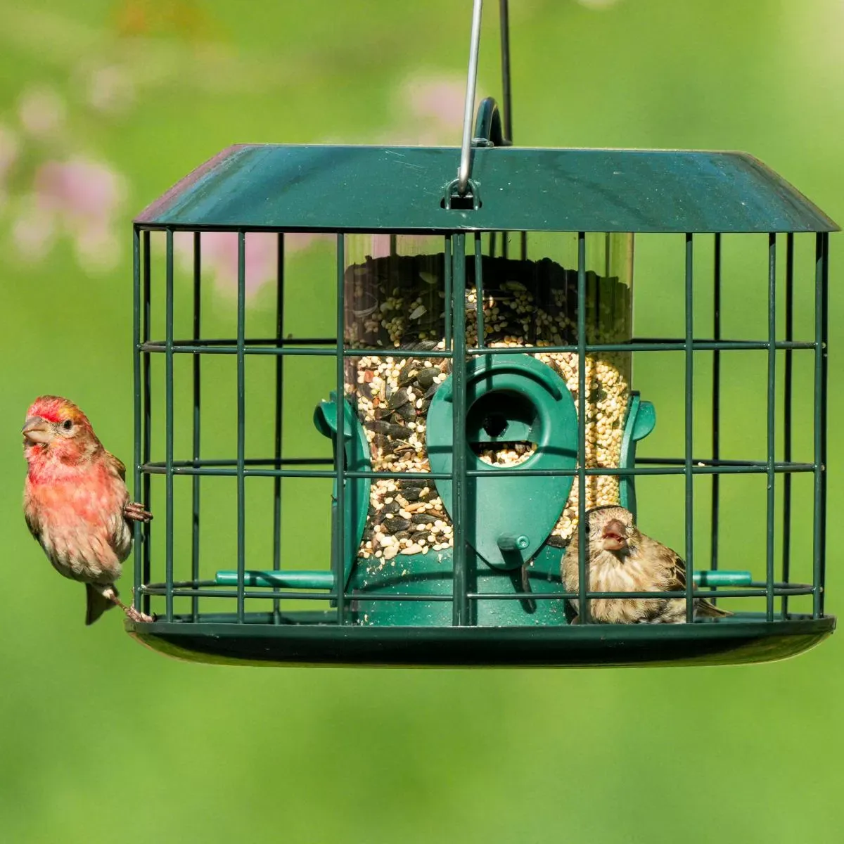 Wide Round-Cage Tube Bird Feeder