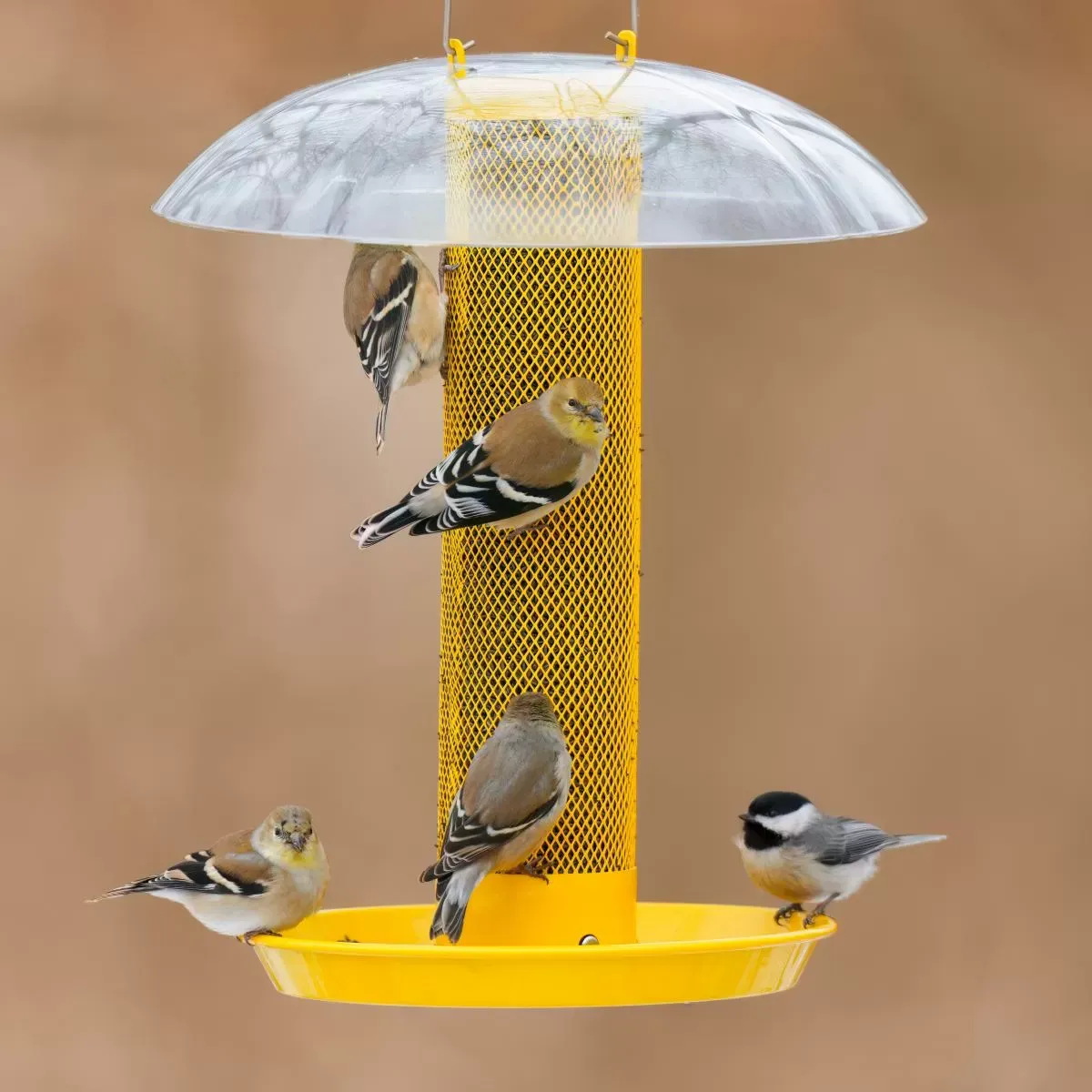 Domed Mesh Finch Feeder with Lower Seed Tray
