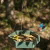 Polygon Hanging Platform Feeder with Raised Rim – product image 1