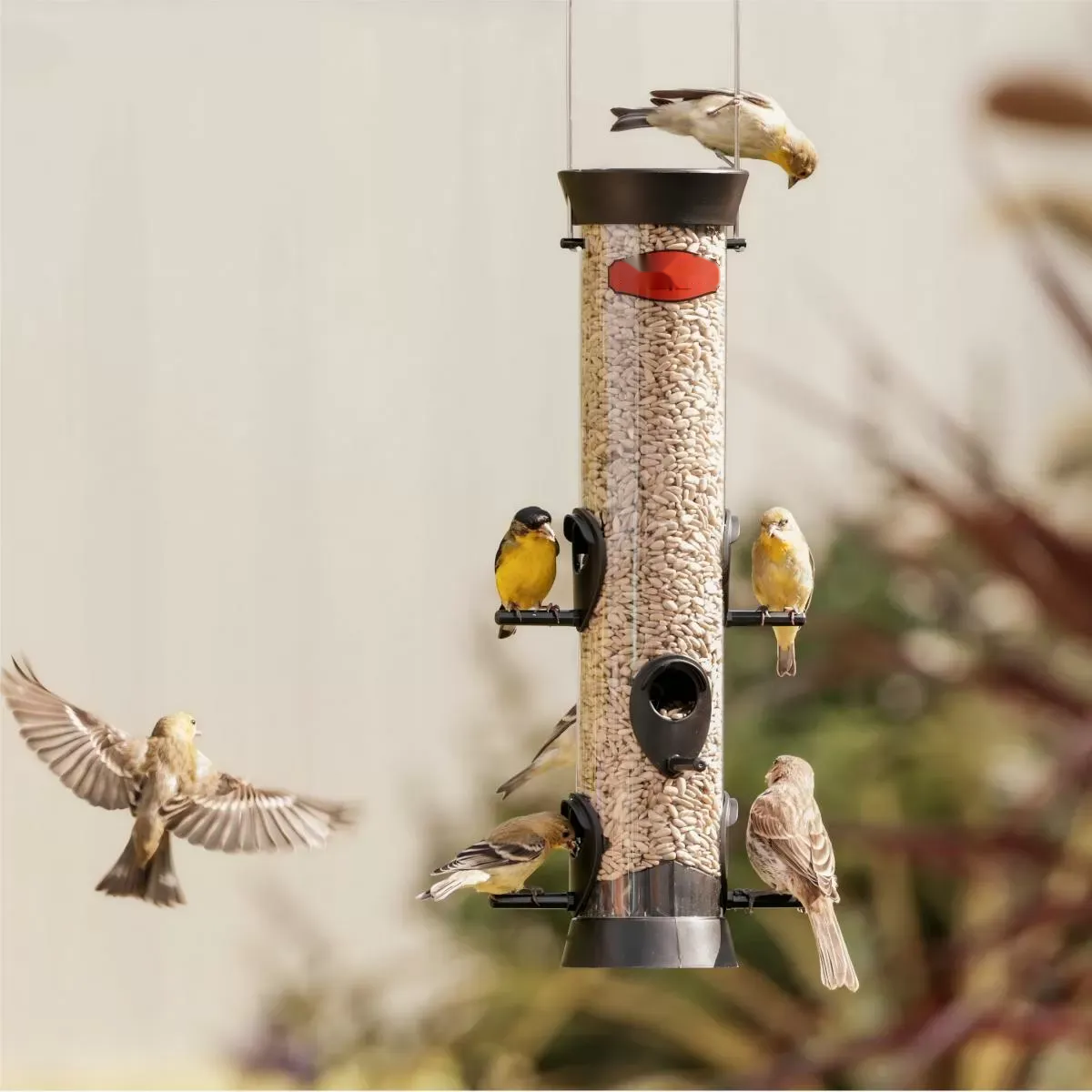 Clear Seed Tube Feeder with Offset Perches