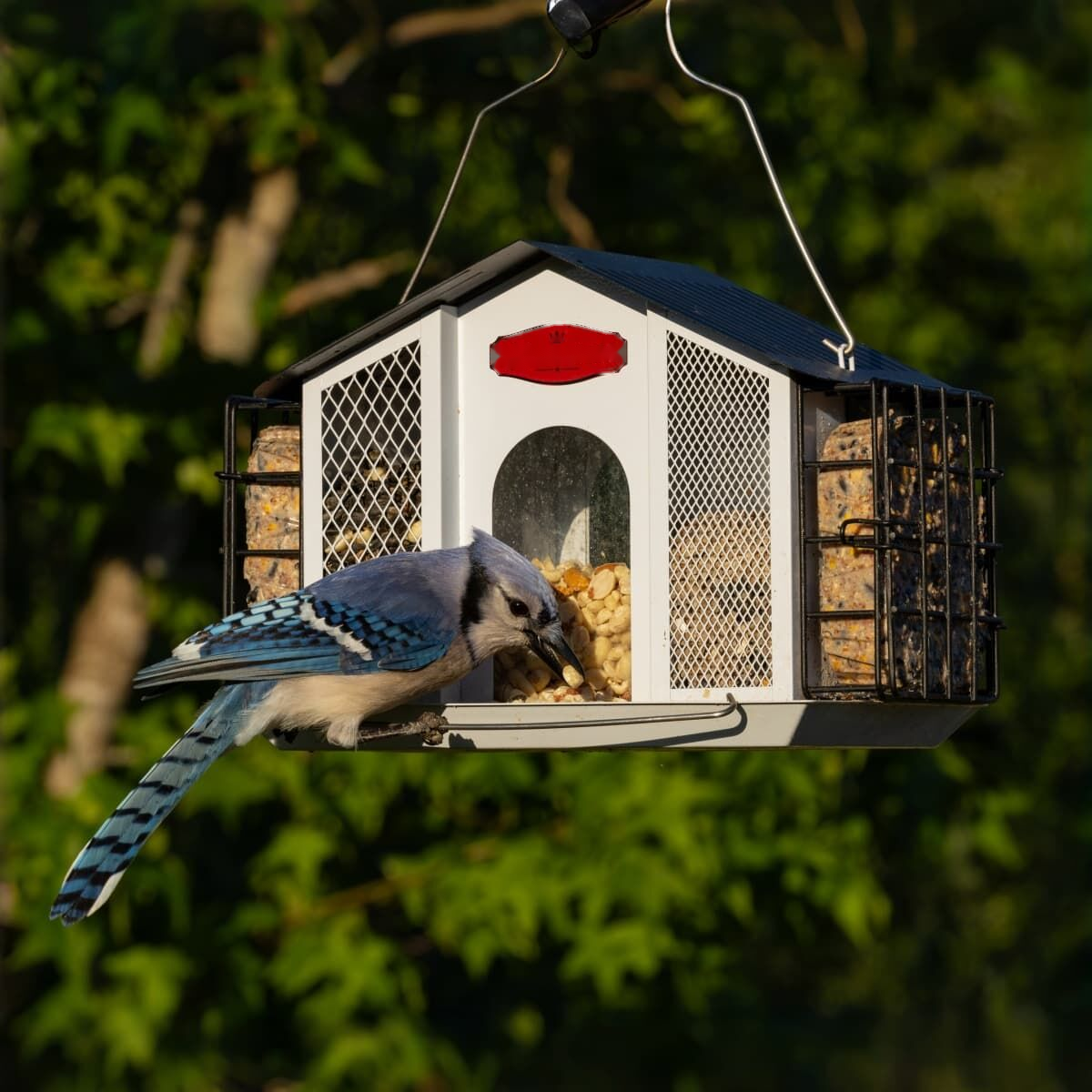 Mesh House Feeder with Side Suet Holders