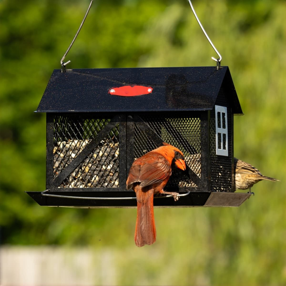 Long-Roof Mesh Bird Feeder with Seed Tray