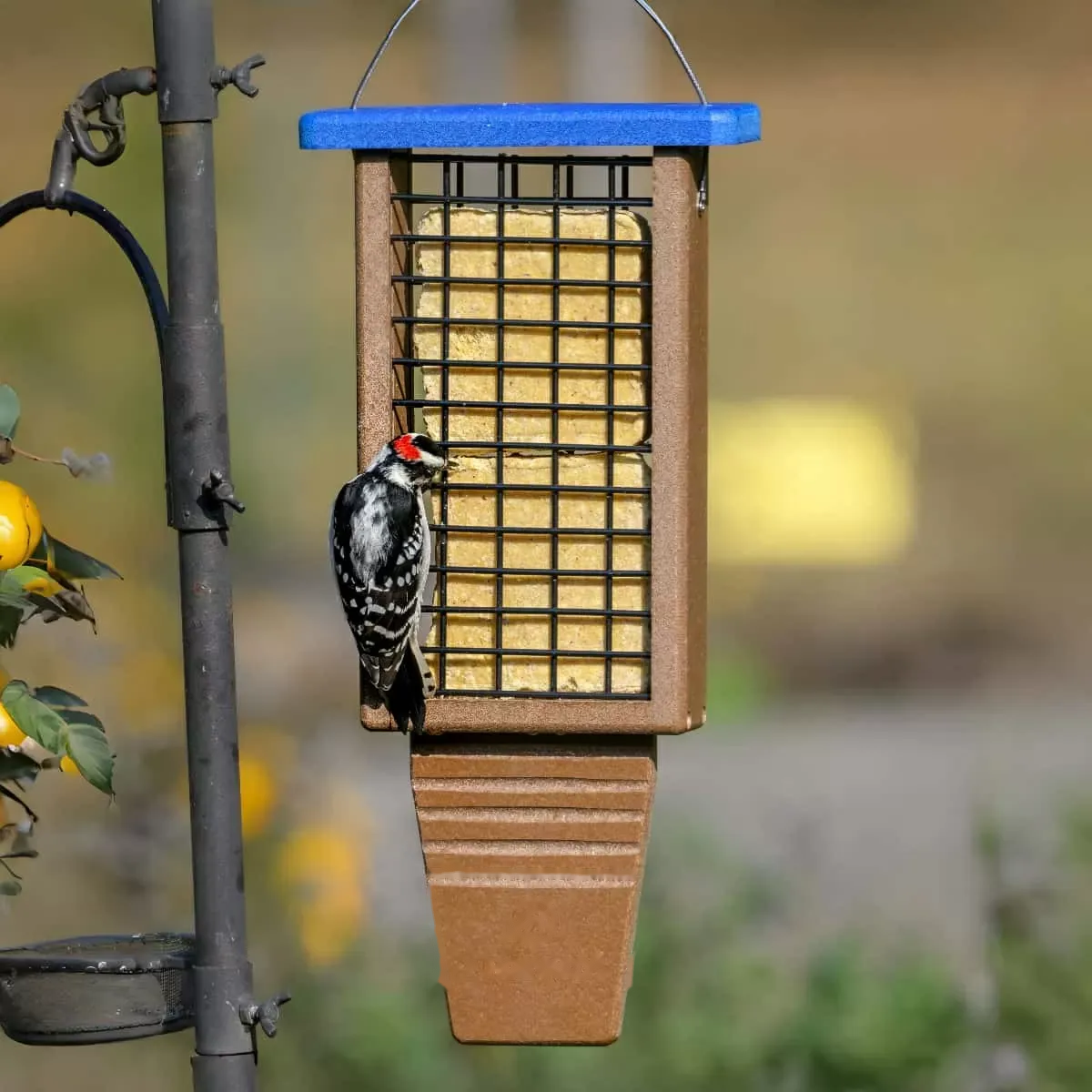 Long-Backpanel Suet Cage with Tail Support