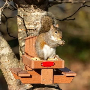 Chair-and-Table Squirrel Feeding Station