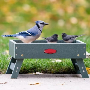 Raised Ground Feeding Tray with Mesh Base