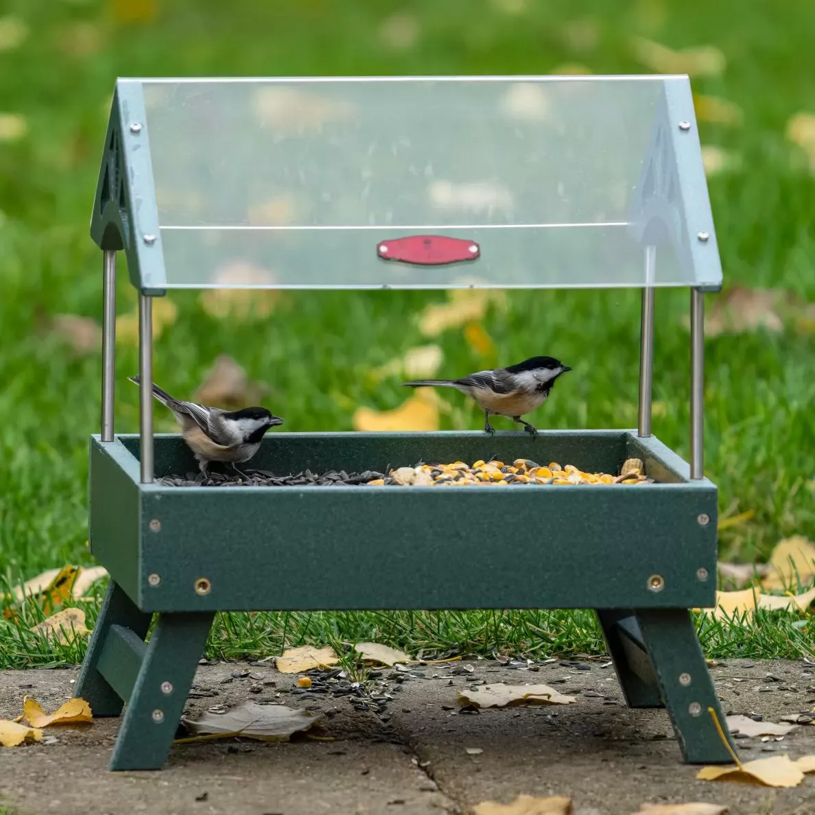 Clear-Roof Ground Platform Bird Feeder