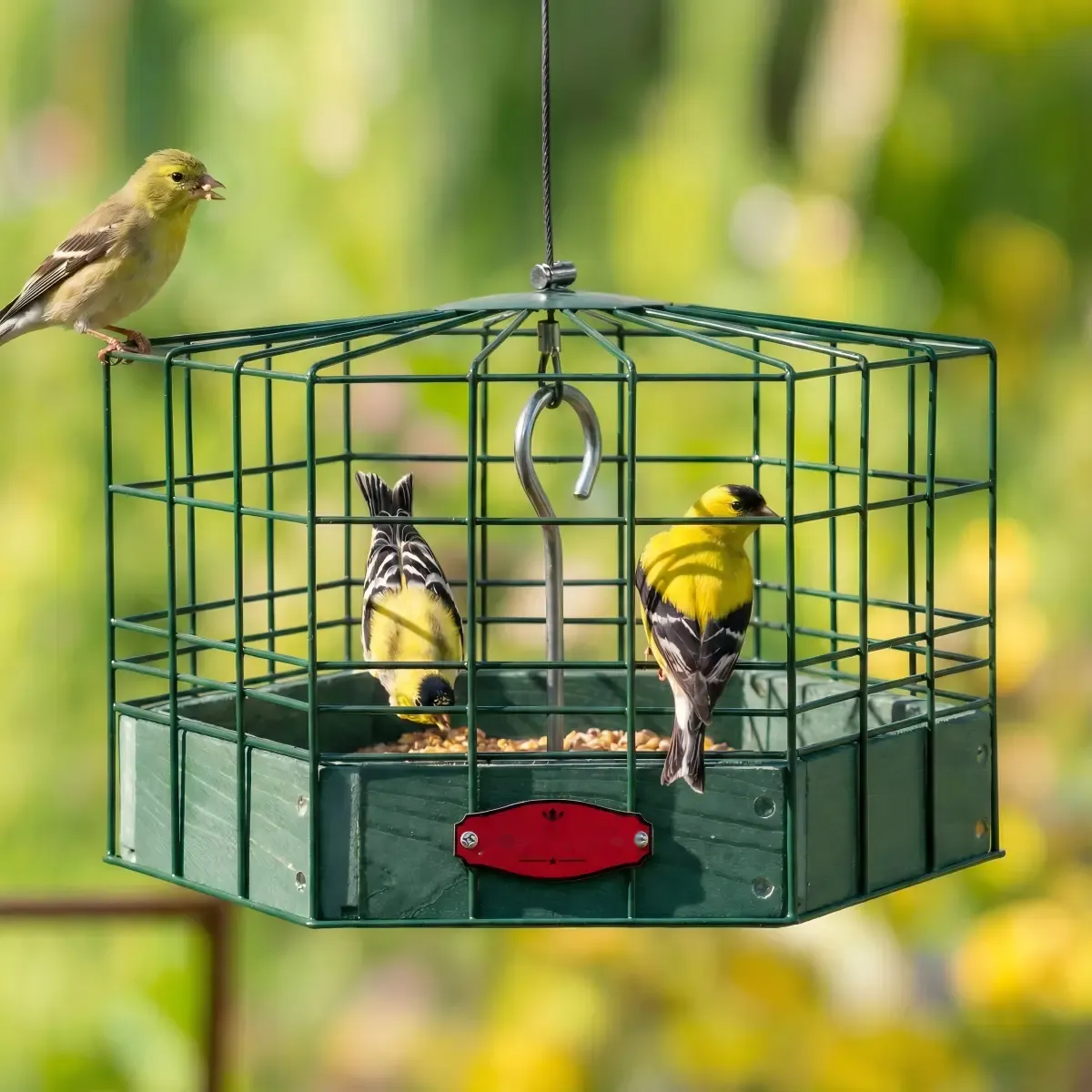 Caged Hanging Seed Tray with Central Suspension